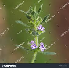 Attēlu rezultāti vaicājumam “Acinos arvensis flower”