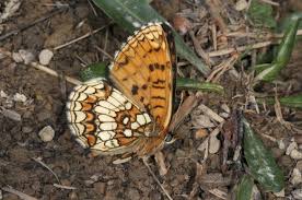 Attēlu rezultāti vaicājumam “Mellicta athalia upperside”