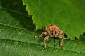 Attēlu rezultāti vaicājumam “Curculio venosus”