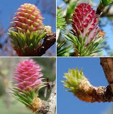 Attēlu rezultāti vaicājumam “Larix kaempferi female flower”