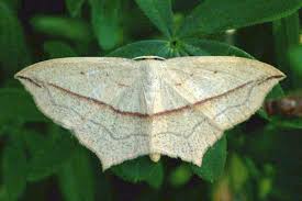 Attēlu rezultāti vaicājumam “Timandra comae”