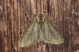 Attēlu rezultāti vaicājumam “Phigalia pilosaria”