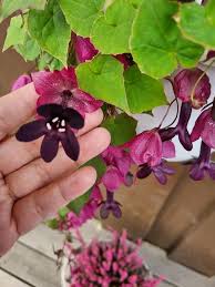 Image result for Rhodochiton atrosanguineum