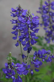 Attēlu rezultāti vaicājumam “Galega orientalis flower”
