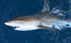 Image result for Carcharhinus perezii