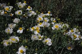 Image result for Romneya coulteri