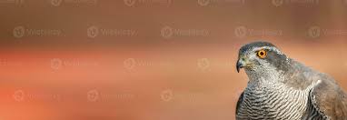 Attēlu rezultāti vaicājumam “Accipiter gentilis adult”