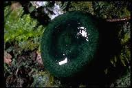 Attēlu rezultāti vaicājumam “Lactarius necator”