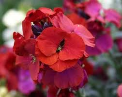 Attēlu rezultāti vaicājumam “Erysimum cheiranthoides flower”