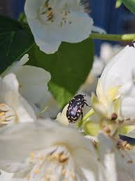 Attēlu rezultāti vaicājumam “Oxythyrea funesta”