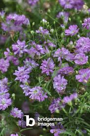 Attēlu rezultāti vaicājumam “Gypsophila muralis”