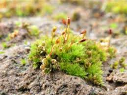 Attēlu rezultāti vaicājumam “Tortula truncata sporophyte”