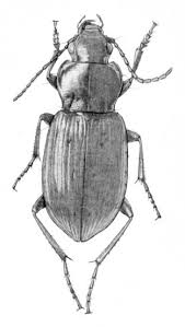 Attēlu rezultāti vaicājumam “Pterostichus quadrifoveolatus”