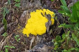 Attēlu rezultāti vaicājumam “Fuligo cinerea macro”