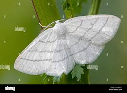 Attēlu rezultāti vaicājumam “Cabera pusaria male”