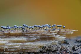 Attēlu rezultāti vaicājumam “Physarum pezizoideum macro”