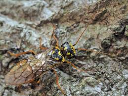 Attēlu rezultāti vaicājumam “Acantholyda posticalis”