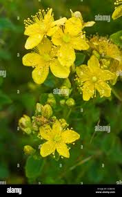 Attēlu rezultāti vaicājumam “Hypericum maculatum flower”