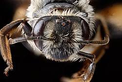 Attēlu rezultāti vaicājumam “Andrena”