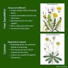 Attēlu rezultāti vaicājumam “Hypochaeris radicata fruit”