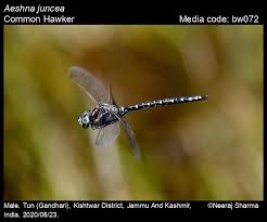 Attēlu rezultāti vaicājumam “Aeshna juncea male”