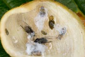 Attēlu rezultāti vaicājumam “Tetraneura ulmi”