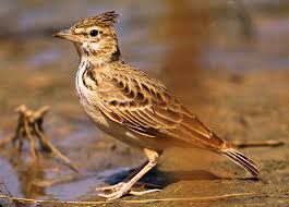 Attēlu rezultāti vaicājumam “Galerida cristata”