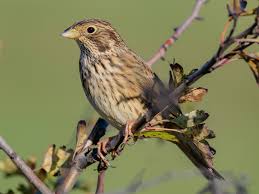 Image result for Emberiza calandra