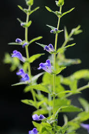 Attēlu rezultāti vaicājumam “Scutellaria galericulata leaf”
