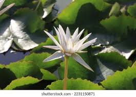 Attēlu rezultāti vaicājumam “Lotus sp. bud”