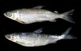 Image result for Coregonus albula