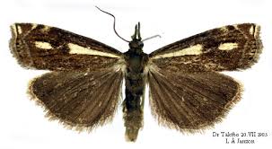 Attēlu rezultāti vaicājumam “Crambus heringiellus”