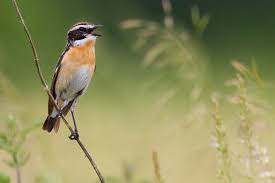 Attēlu rezultāti vaicājumam “Saxicola rubetra adult”