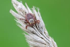 Attēlu rezultāti vaicājumam “Dermacentor reticulatus female”
