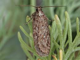 Attēlu rezultāti vaicājumam “Depressaria olerella”