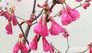 Image result for 緋寒桜