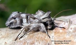 Attēlu rezultāti vaicājumam “Cucullia fraudatrix”