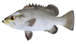 Image result for Polyprion americanus