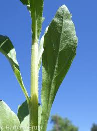 Attēlu rezultāti vaicājumam “Erigeron annuus leaf”