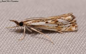 Attēlu rezultāti vaicājumam “Catoptria falsella”