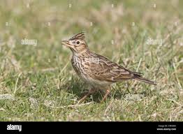 Attēlu rezultāti vaicājumam “Alauda arvensis adult”