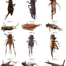 Attēlu rezultāti vaicājumam “Gryllus domesticus”