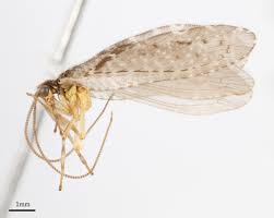 Attēlu rezultāti vaicājumam “Hemerobiidae”