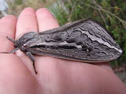 Attēlu rezultāti vaicājumam “Hepialidae”