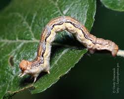 Attēlu rezultāti vaicājumam “Erannis defoliaria larva”