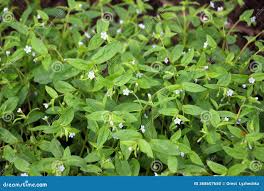 Attēlu rezultāti vaicājumam “Myosotis sparsiflora”