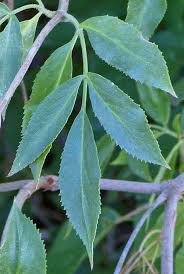 Attēlu rezultāti vaicājumam “Sambucus nigra leaf”