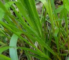 Attēlu rezultāti vaicājumam “Luzula multiflora fruit”