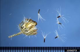 Attēlu rezultāti vaicājumam “Hieracium”