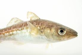 Image result for Gadus macrocephalus